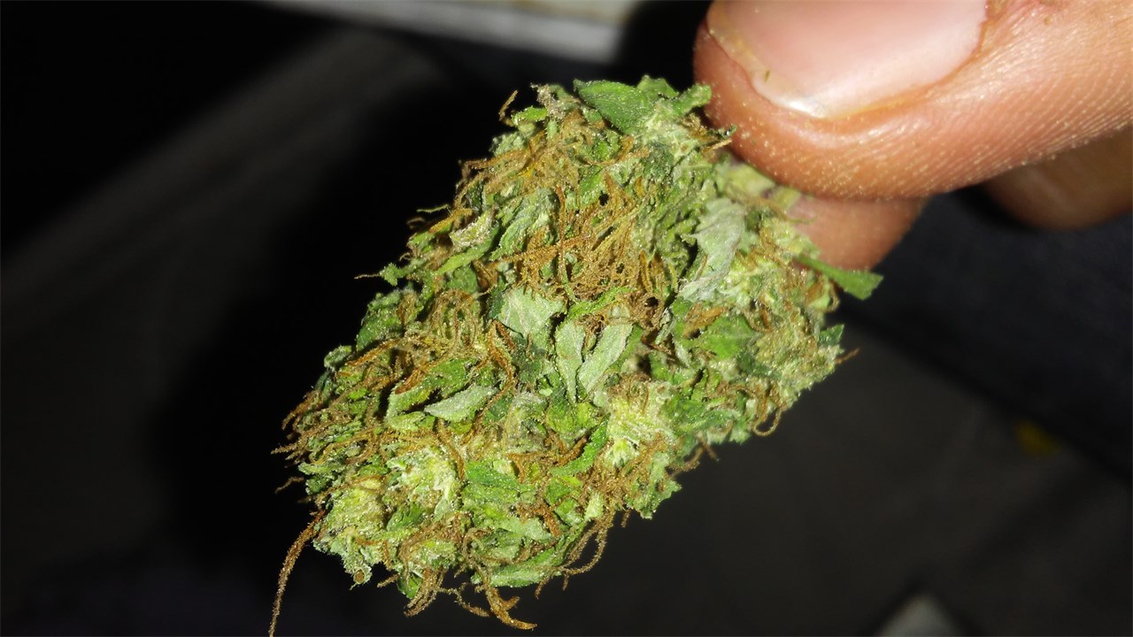 Highsmen Red Hair Mexican Landrance Leafly