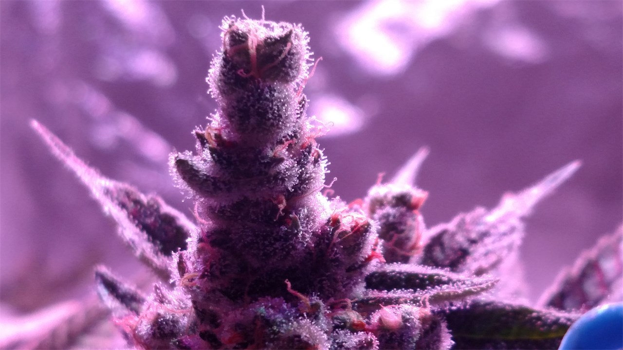 Mickey Kush