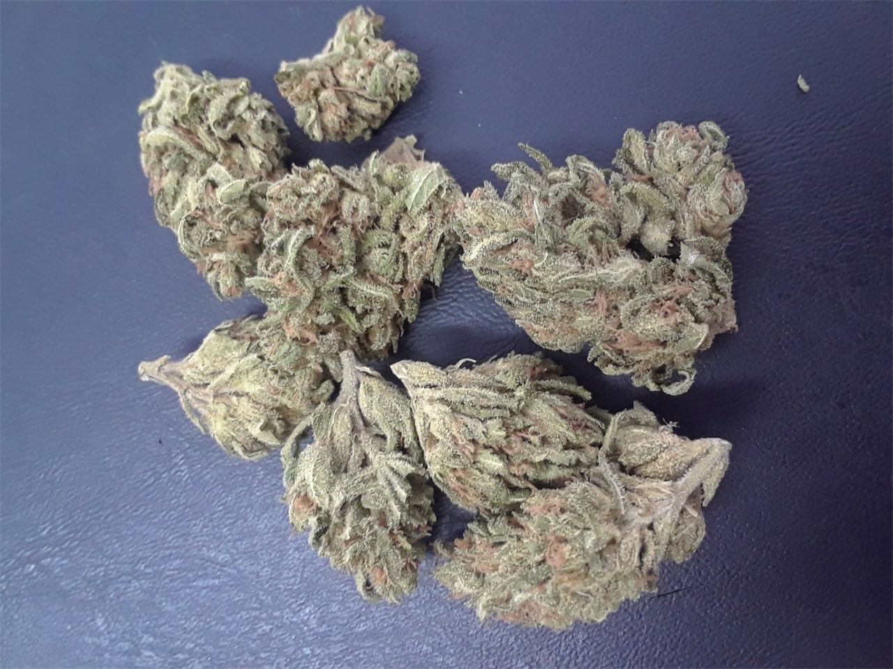 Foto de la variedad Micky Kush