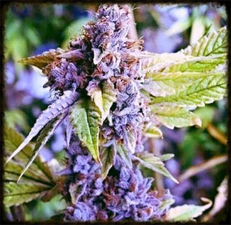 Middlefork x Pineapple Express