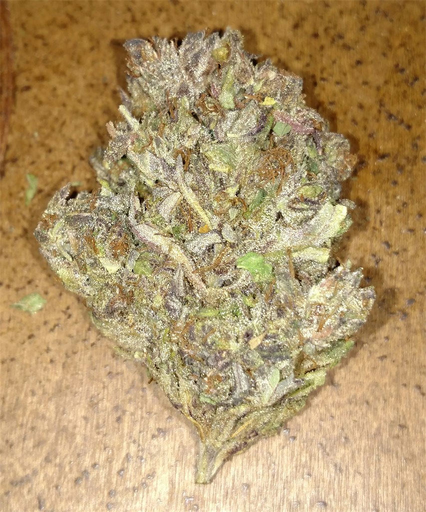 Foto de la variedad Midnight