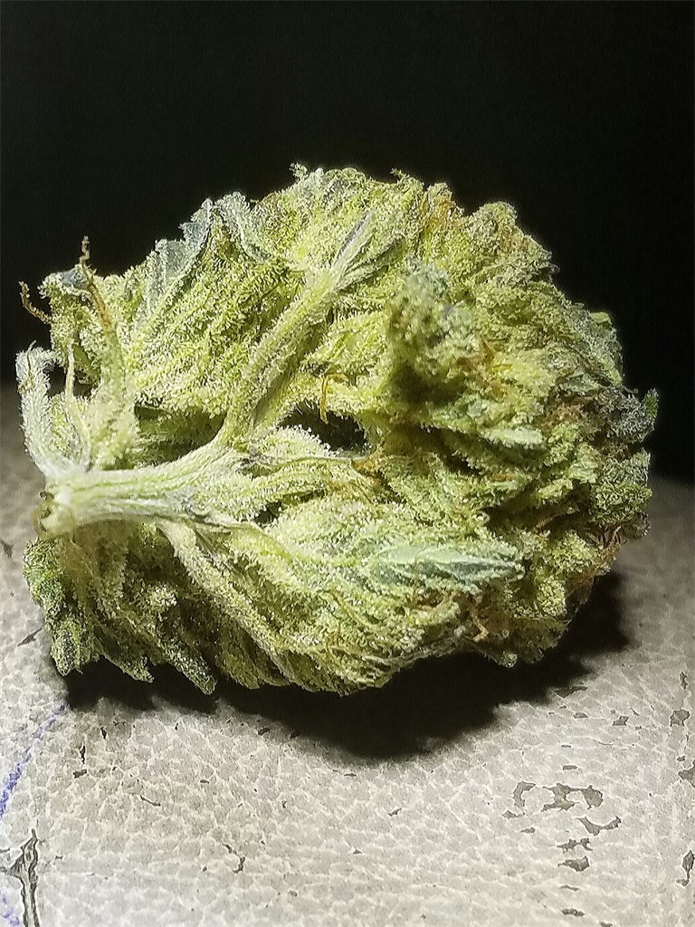 Foto de la variedad Milf