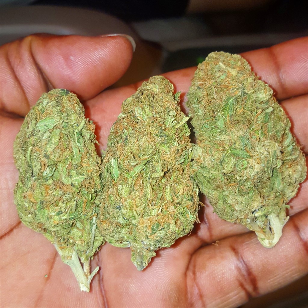 Foto de la variedad Milky Way