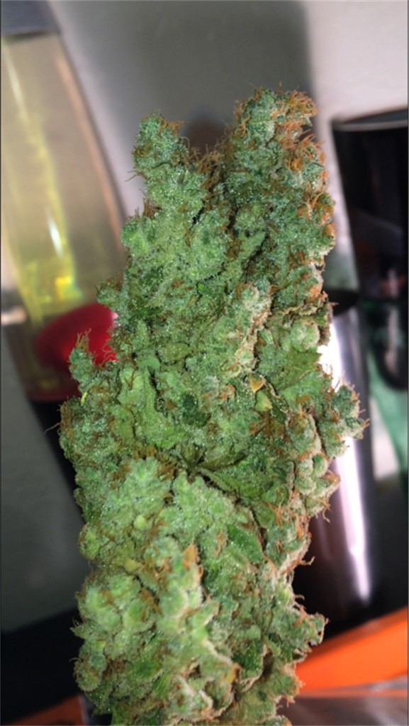 Foto de la variedad Misty Kush