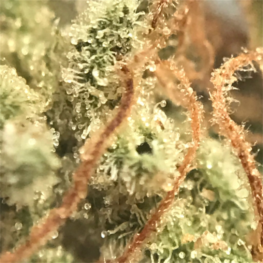 MK Ultra
