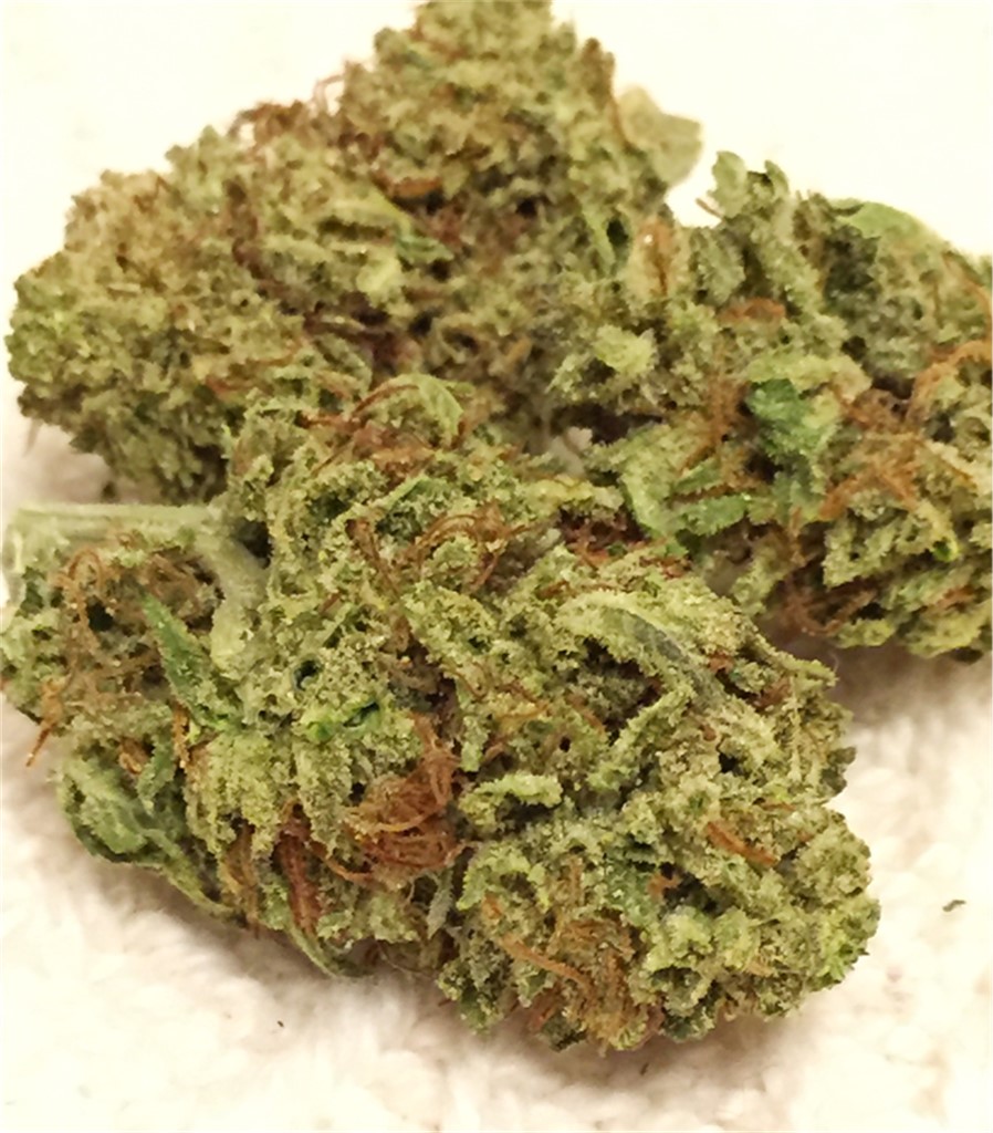 Foto de la variedad Morning Star
