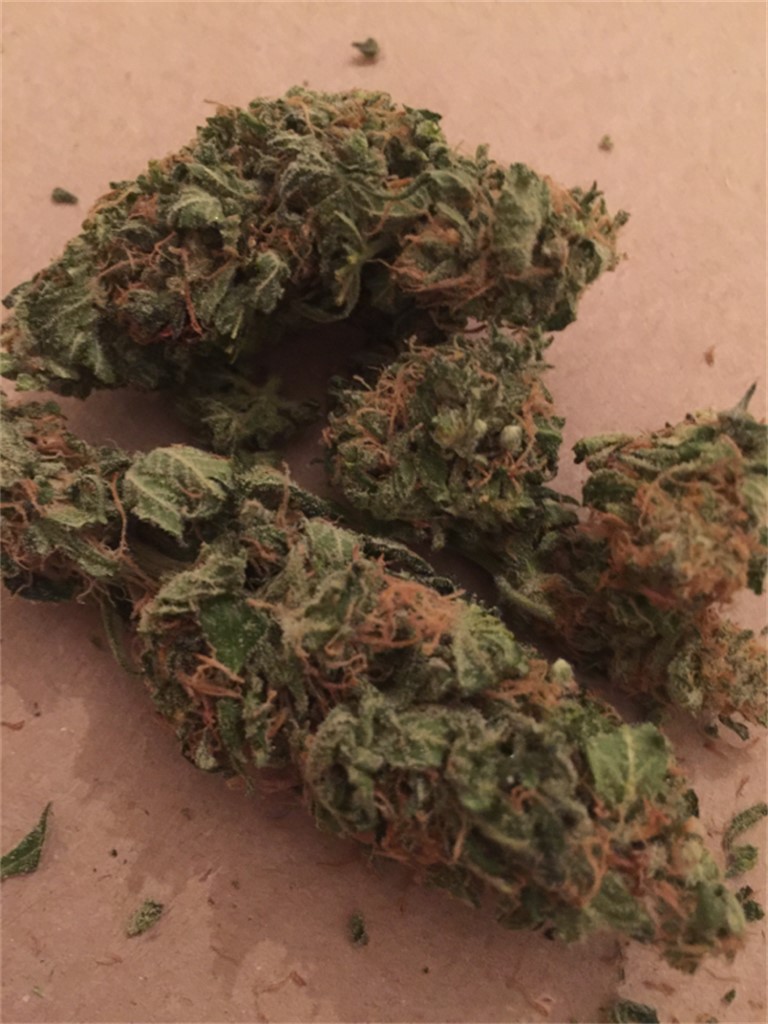 Foto de la variedad Motavation