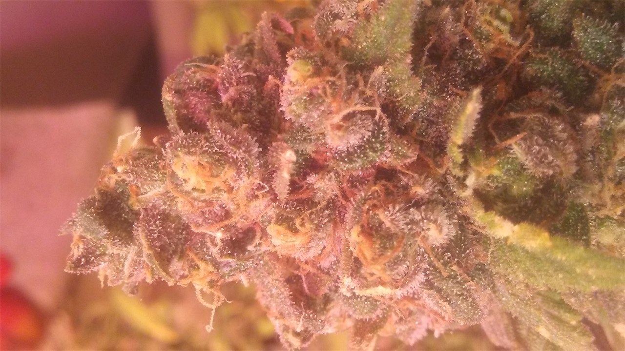 Mother of Berries