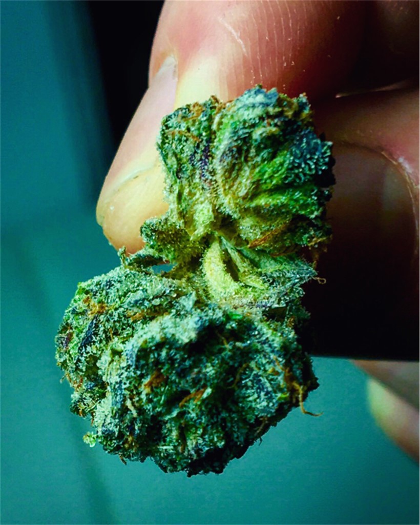 Foto de la variedad Purple Drank