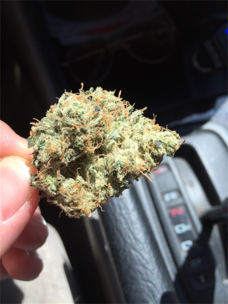 Foto de la variedad Mt Hood Magic