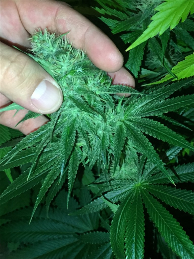 Foto de la variedad Nebula II CBD