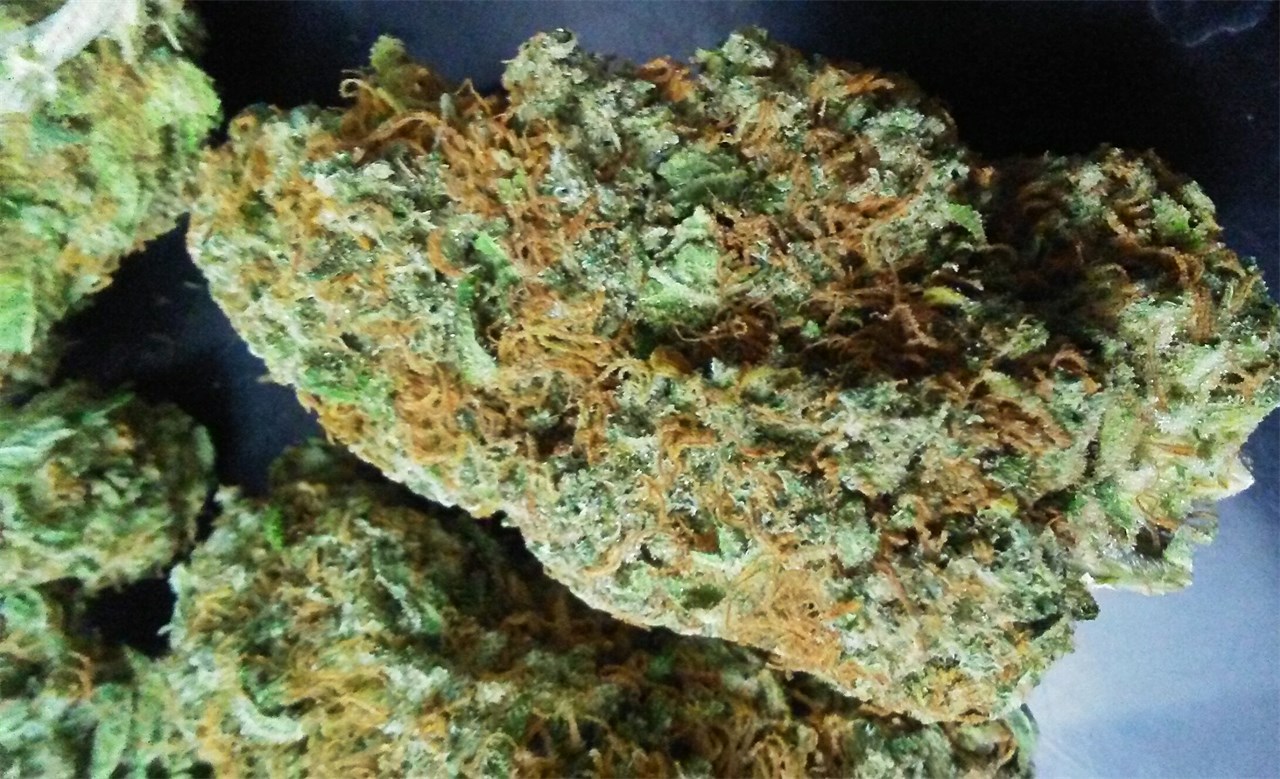Foto de la variedad Nebula