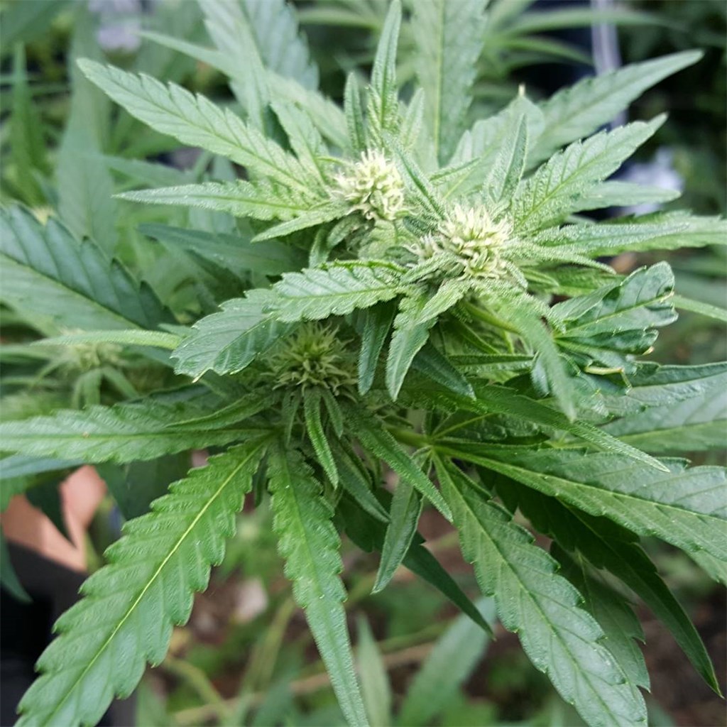 Foto de la variedad Nepalese
