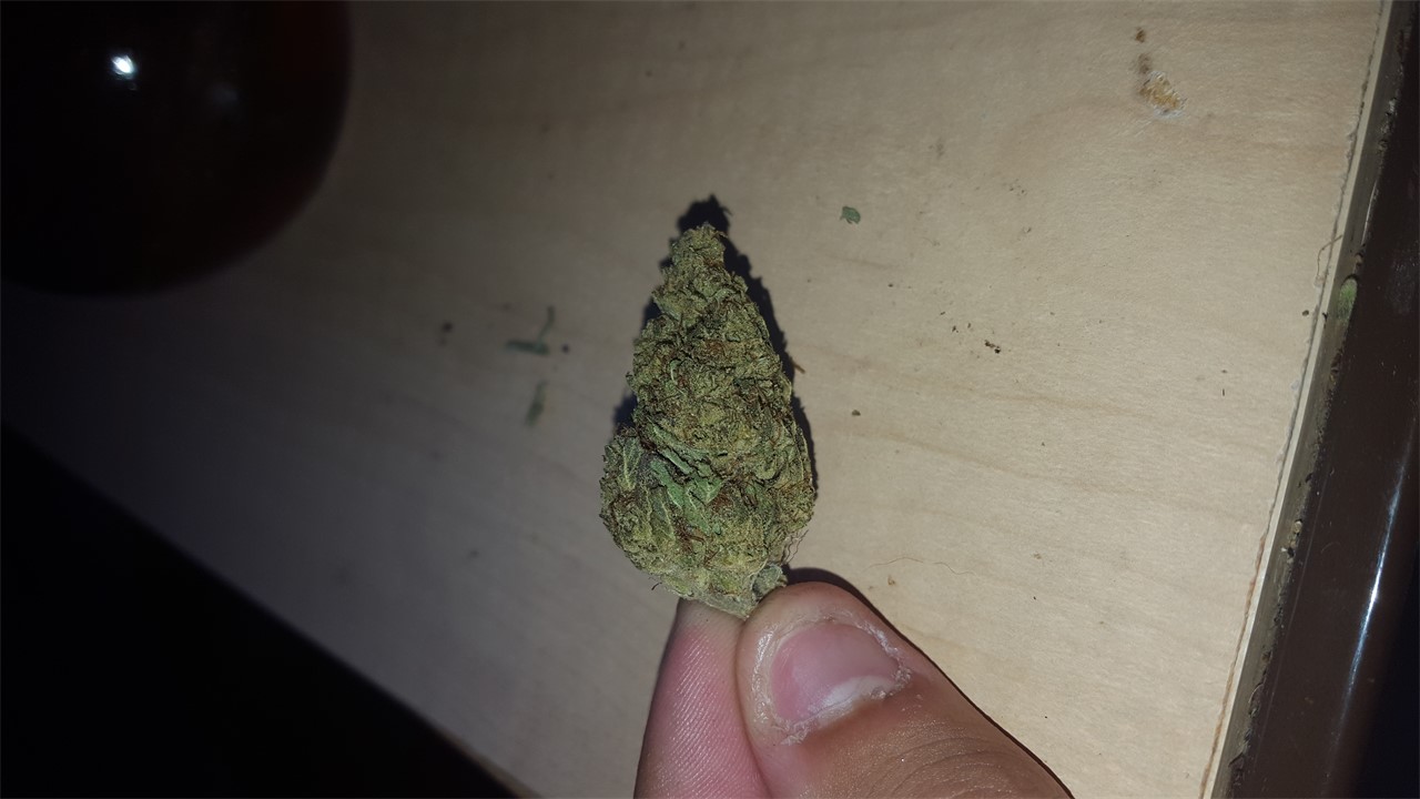 Foto de la variedad Neptune Kush