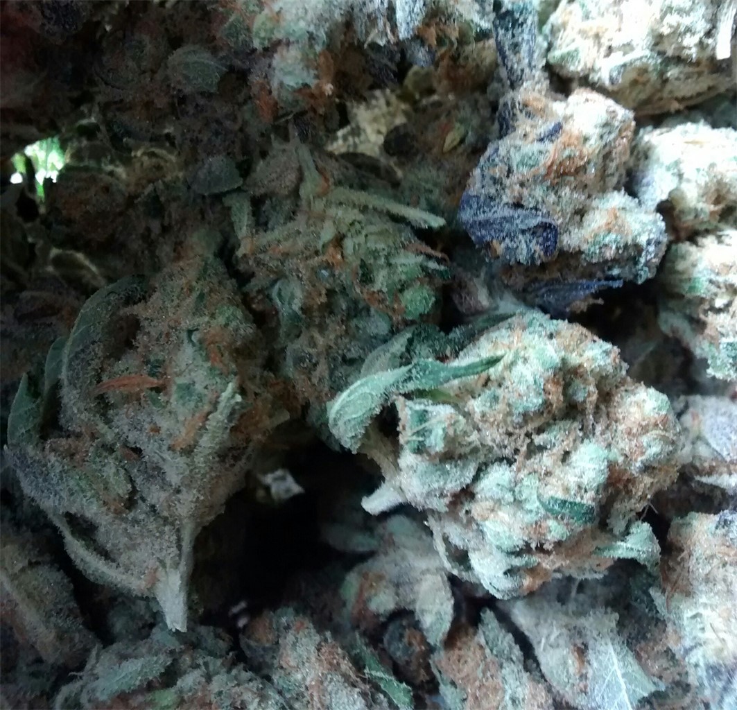 Foto de la variedad Nicole Kush