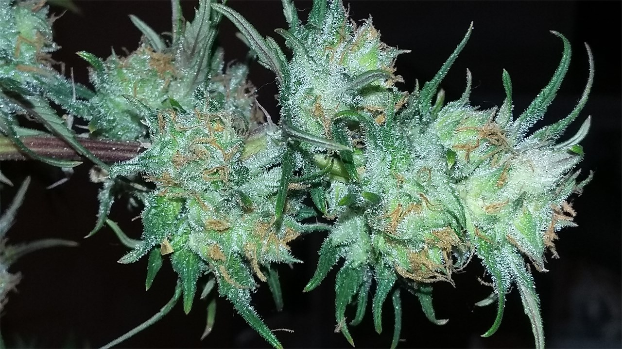 Foto de la variedad Night Nurse