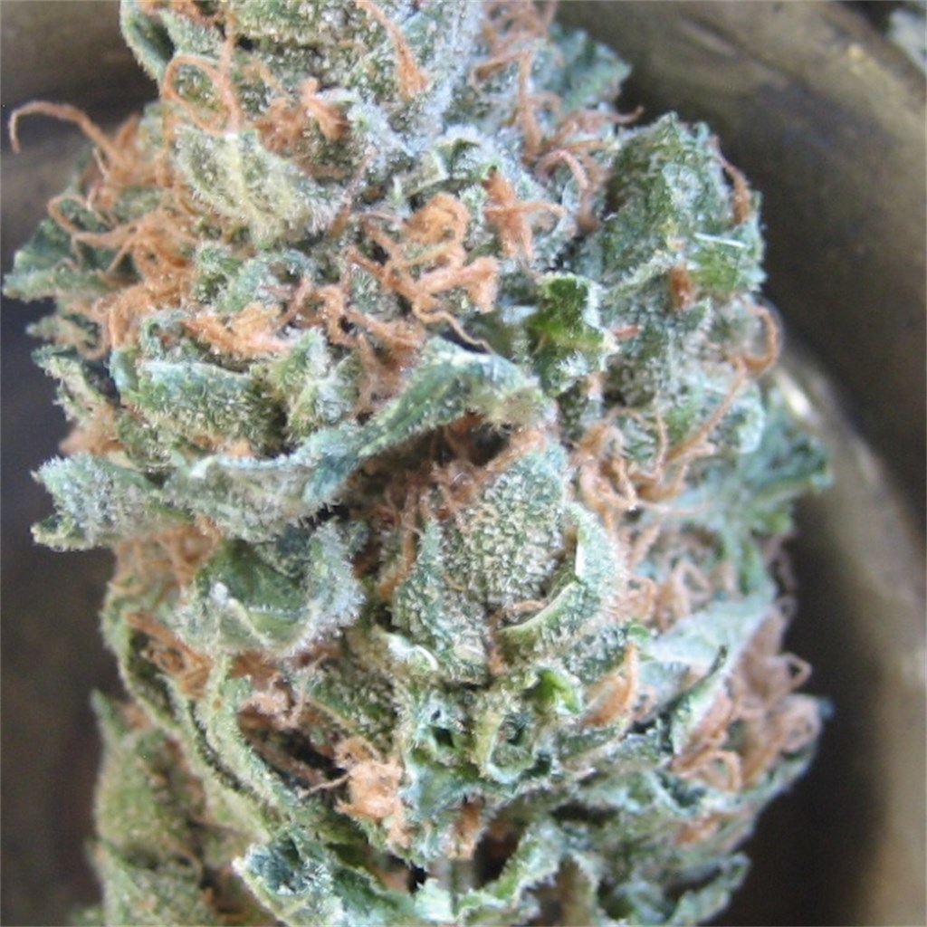 Foto de la variedad Nina Limone