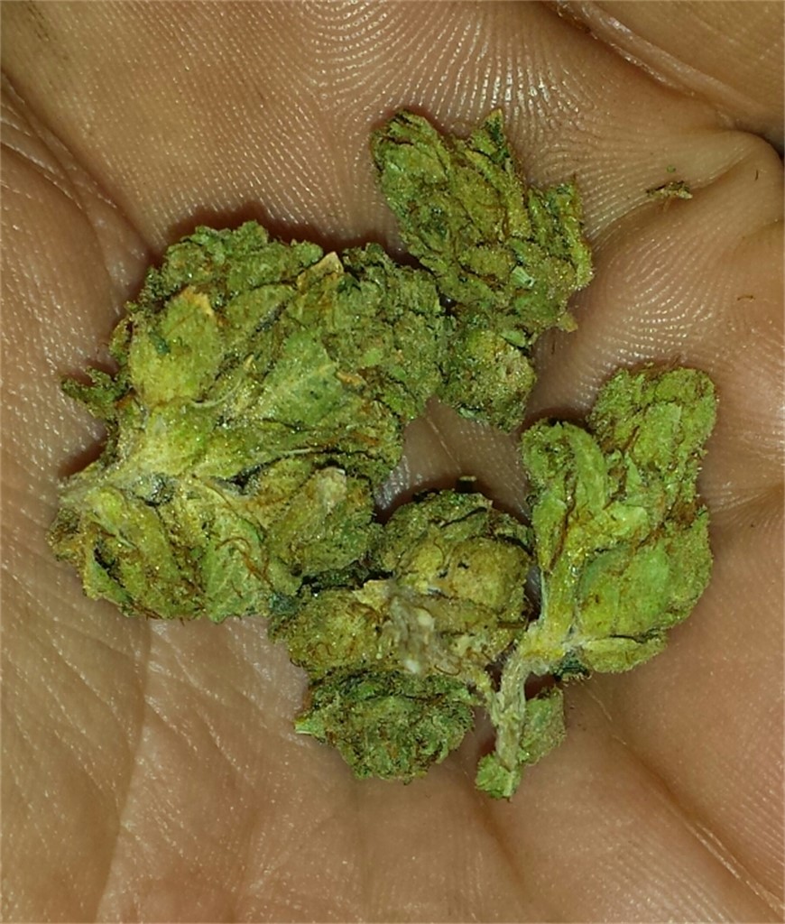 North American Sativa
