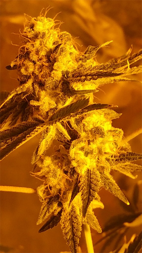 Northern Lights #5 X Haze