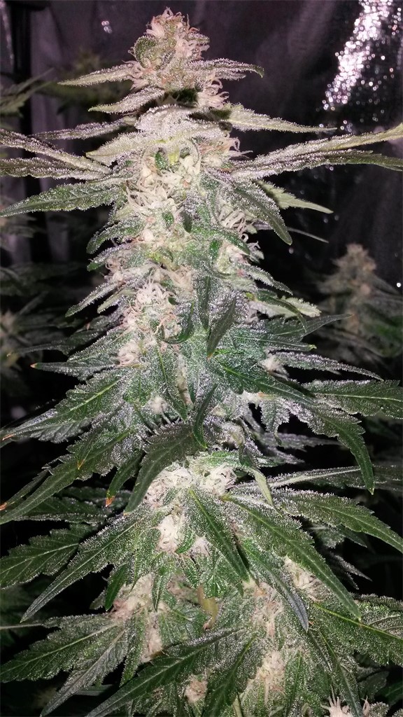 Northern Lights #5