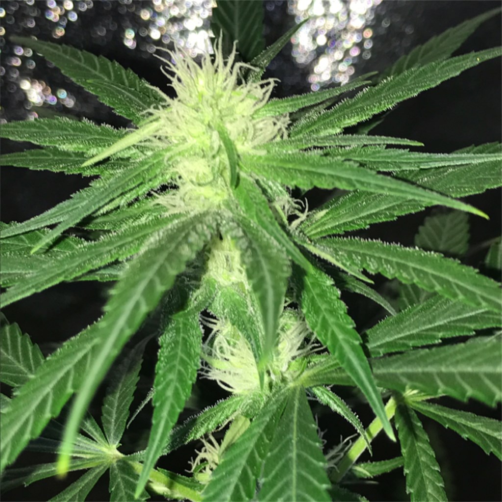 Foto de la variedad Northern Lights #5