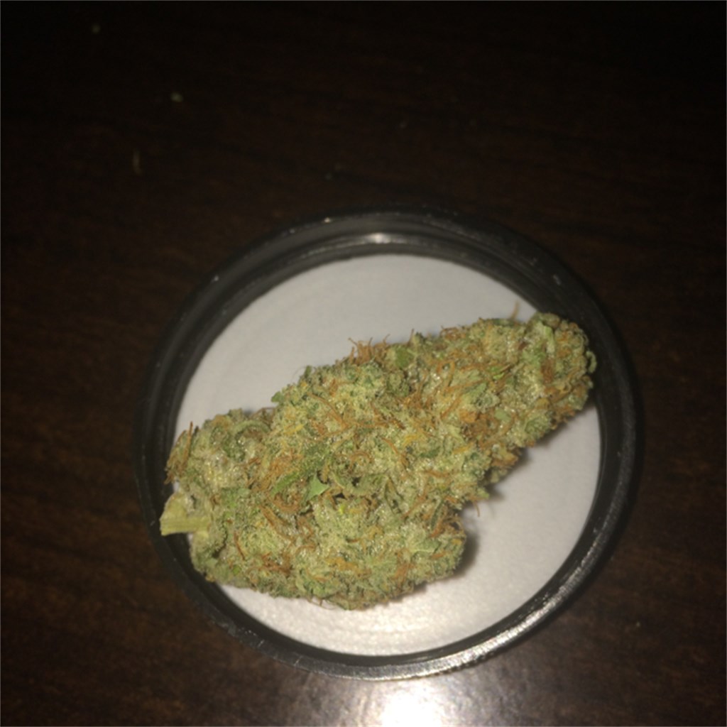 Northern Skunk