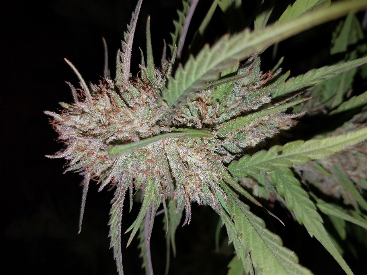 Obama Kush