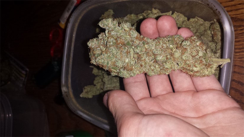 Foto de la variedad Odyssey