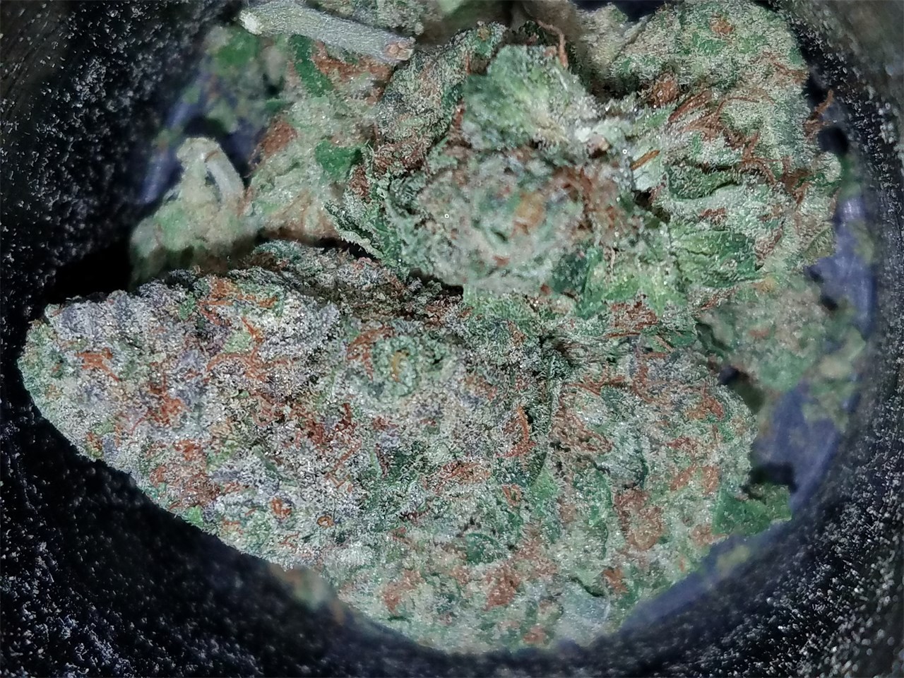 Foto de la variedad Og Cheese