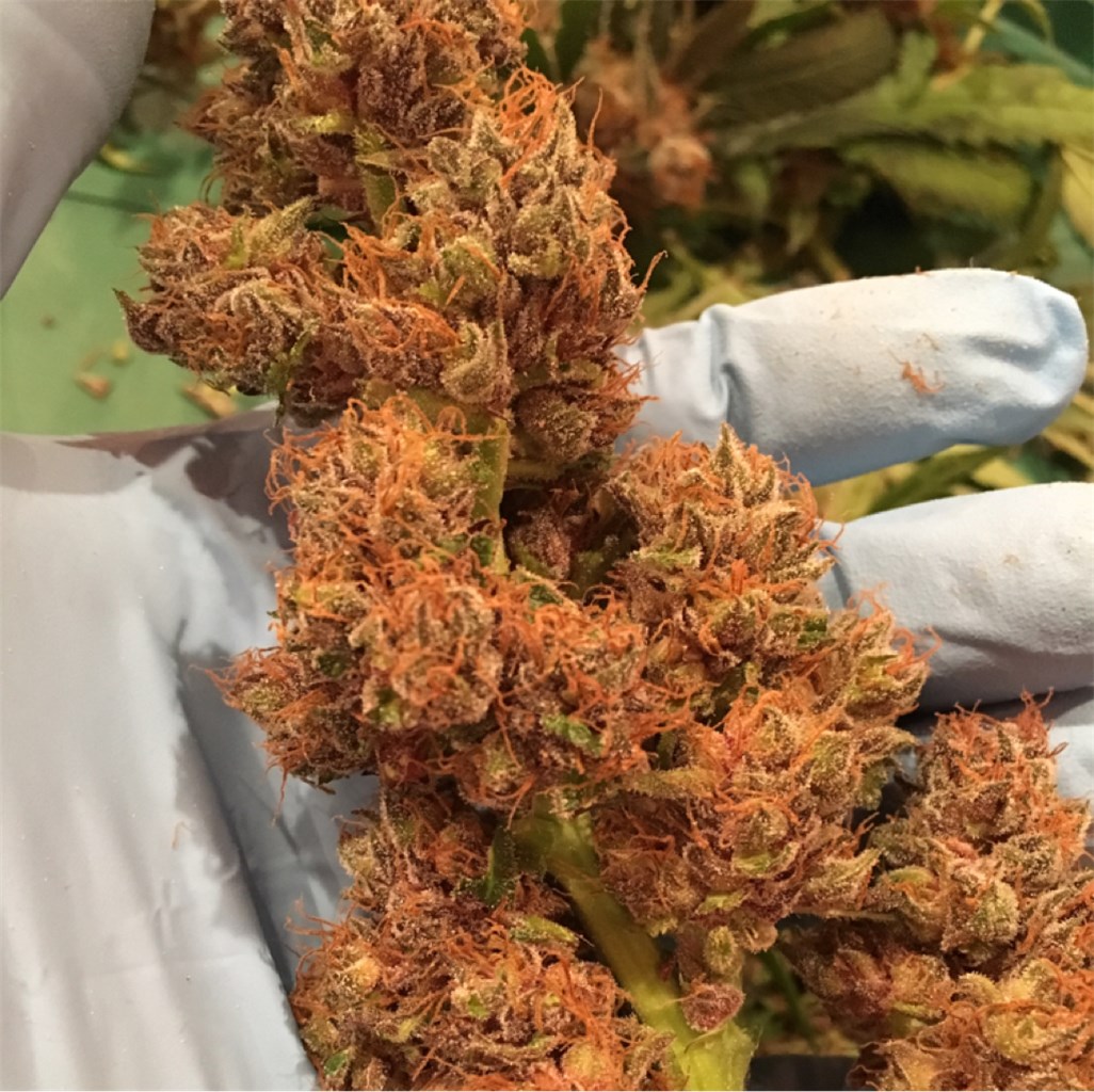 OG Cheese