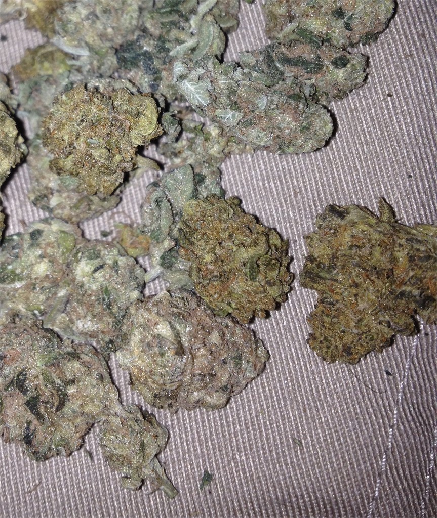 Foto de la variedad OG Eddy Lepp