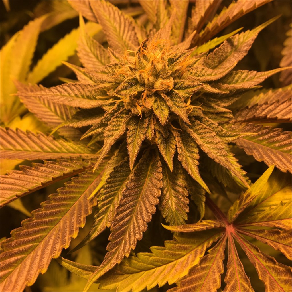 Foto de la variedad La Affie