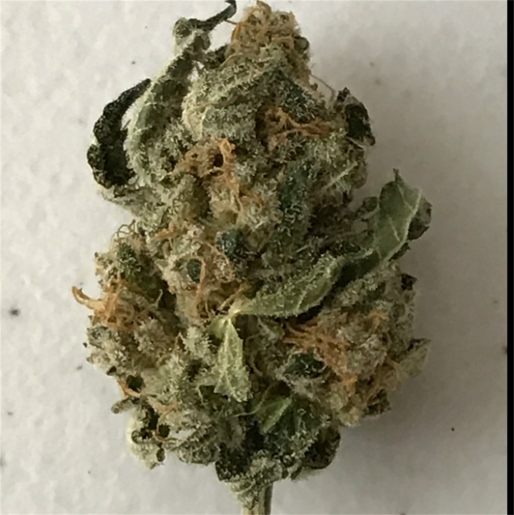 Foto de la variedad Orange Dream