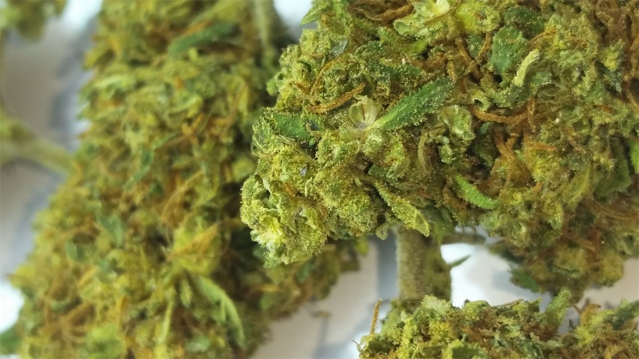 Foto de la variedad Orange Durban
