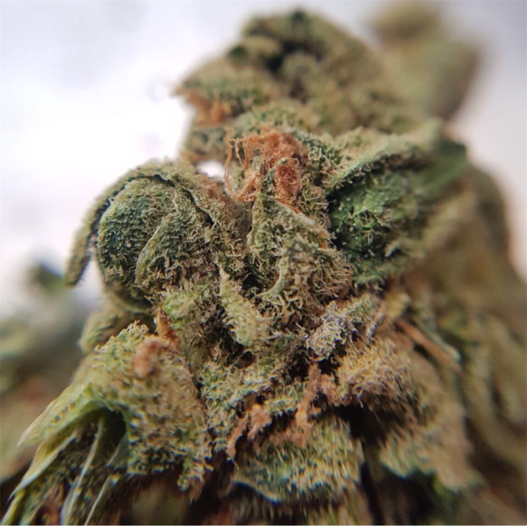 Foto de la variedad Orange Haze