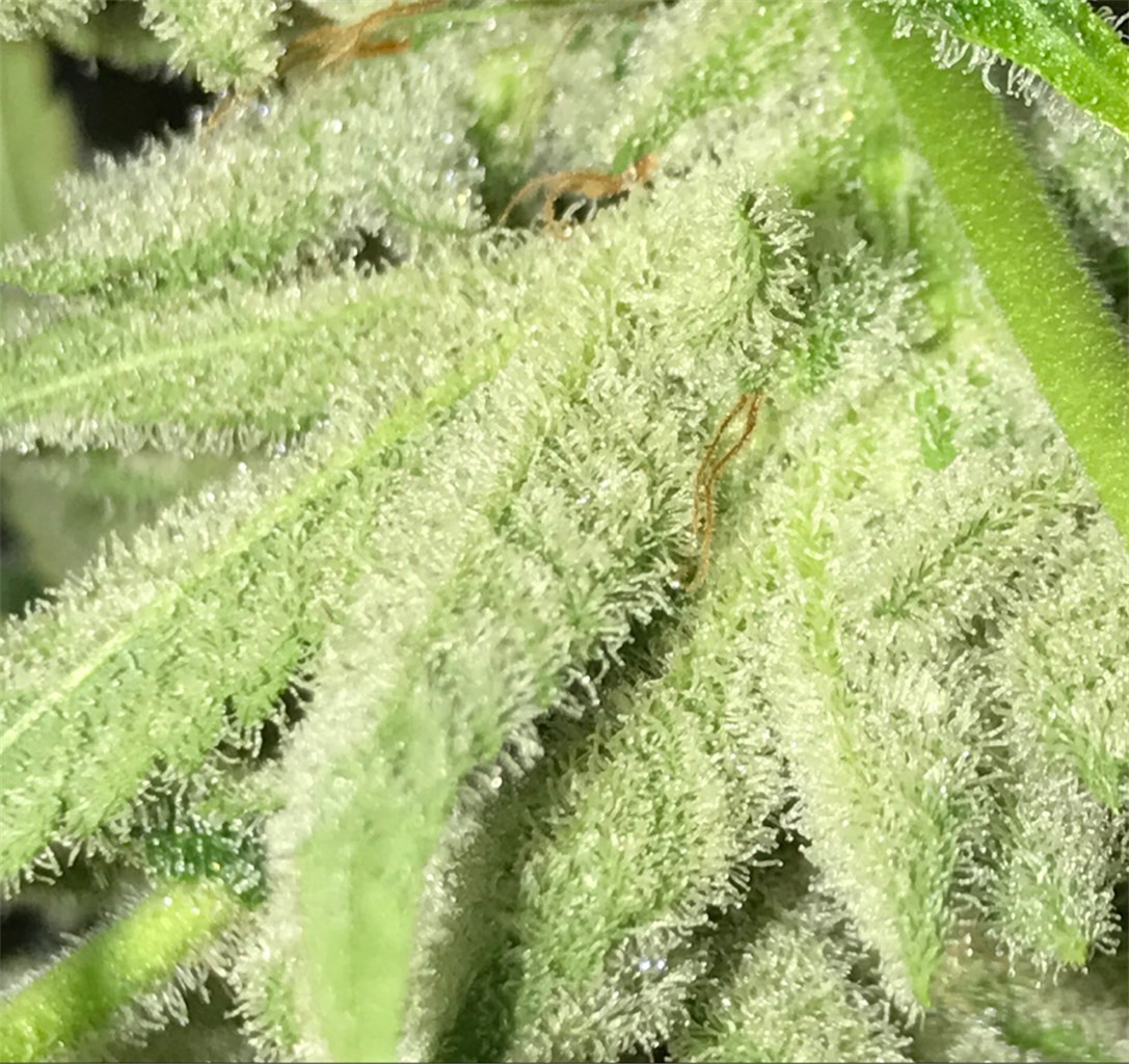 Orange Wreck