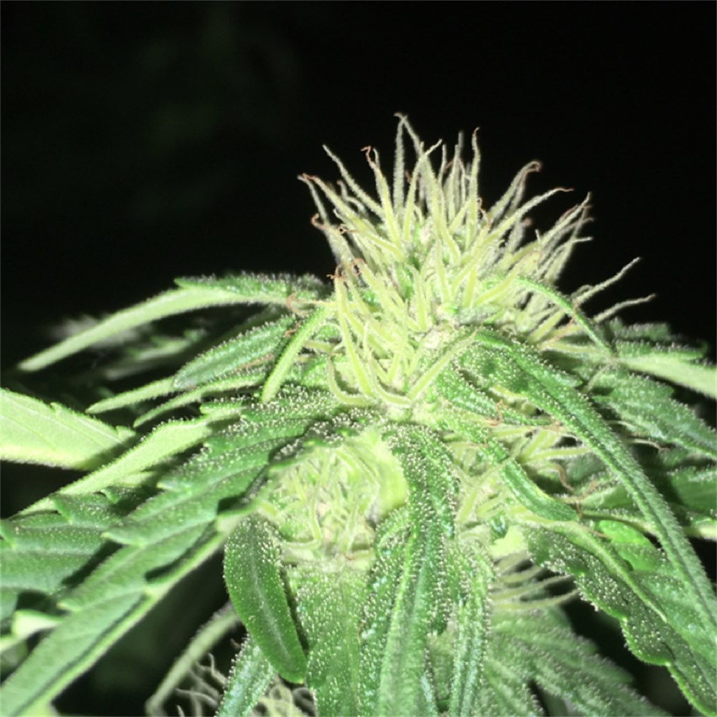 Foto de la variedad Oregon Diesel
