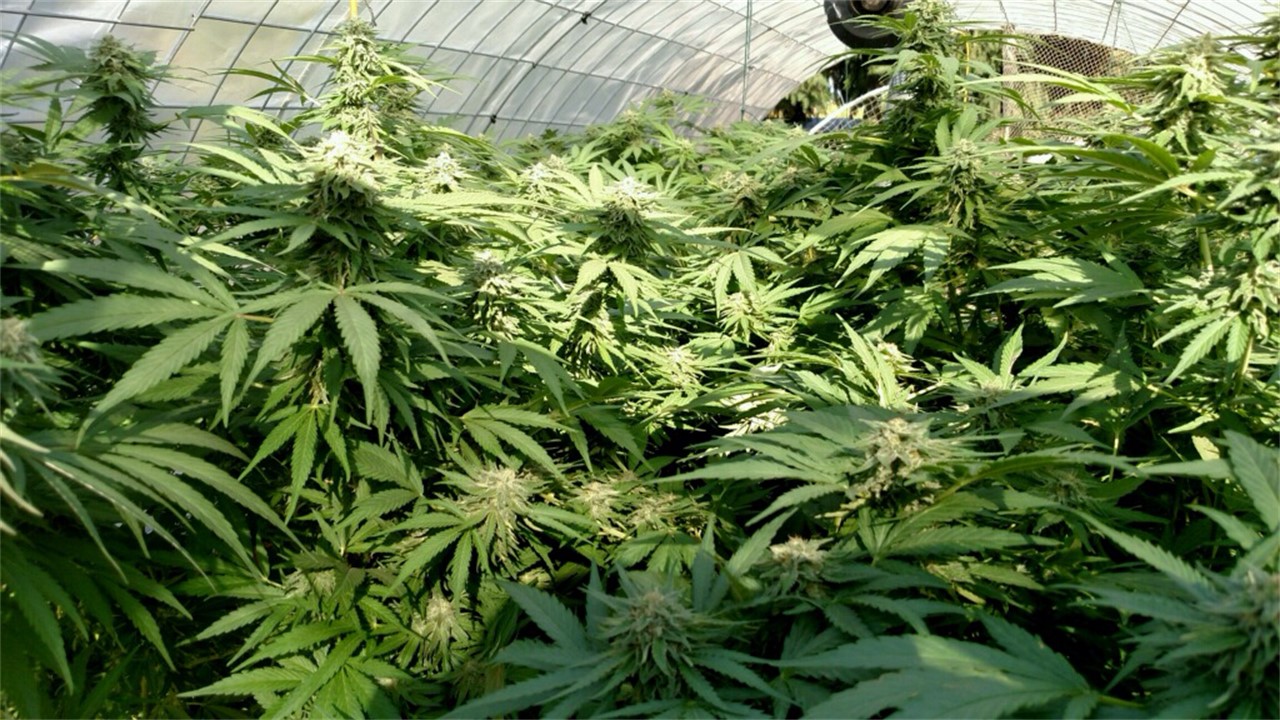 Oregon Pineapple