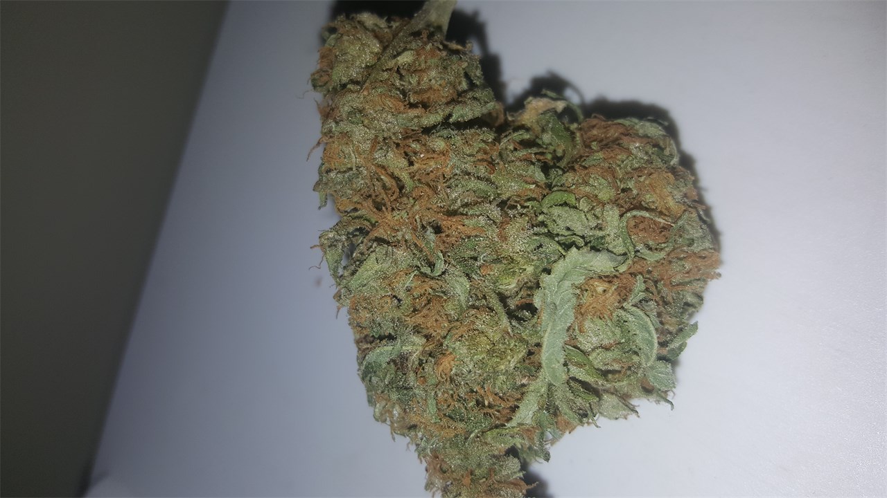 Foto de la variedad Orient Express