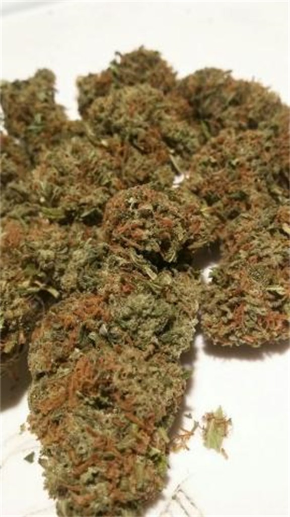 Foto de la variedad P-91