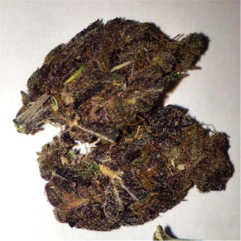 Pakistani Chitral Kush
