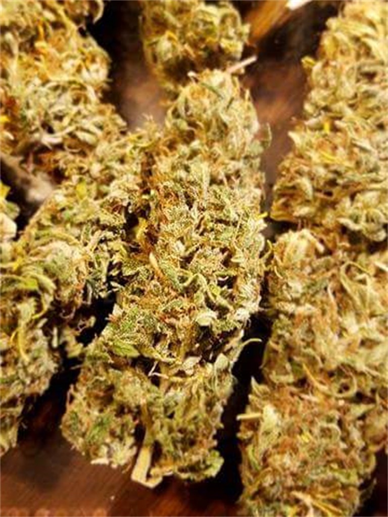 Foto de la variedad Panama Red