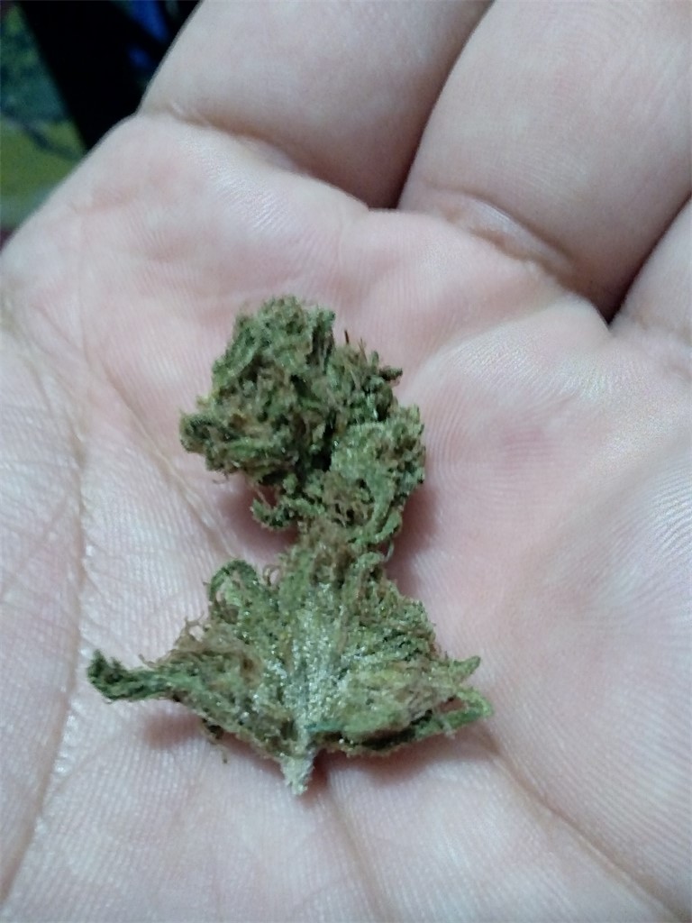Panda OG