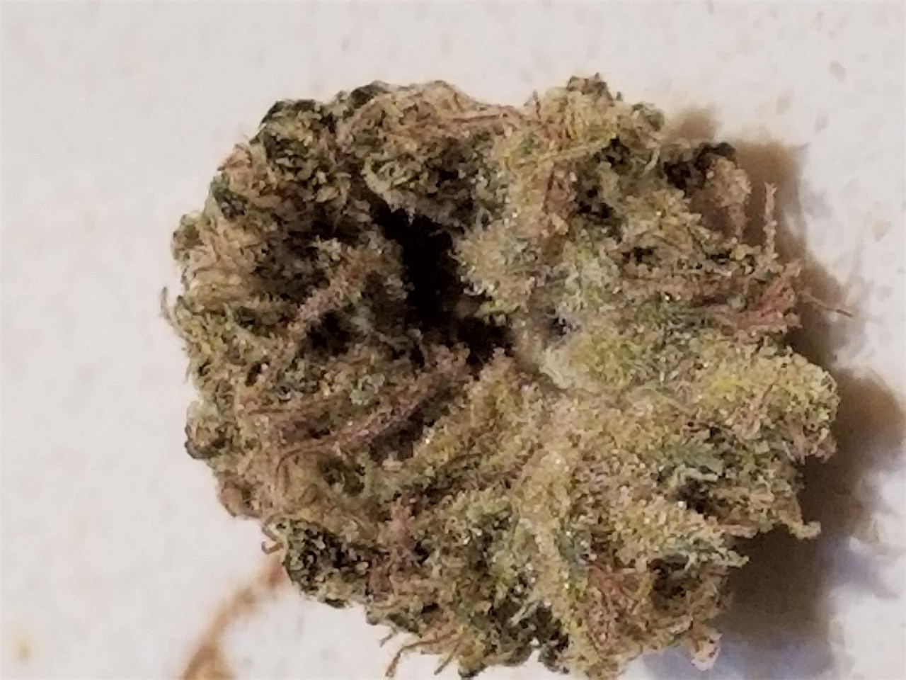 Papaya