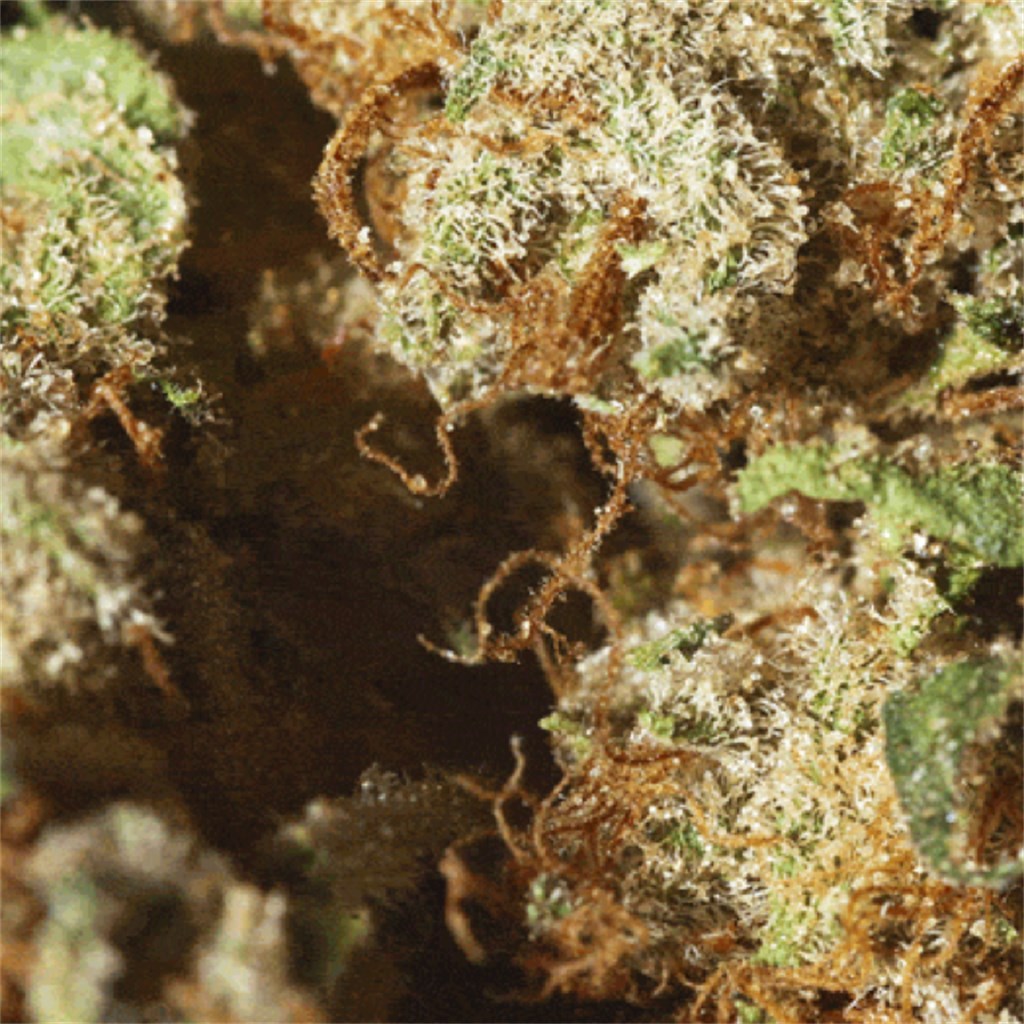 Permafrost