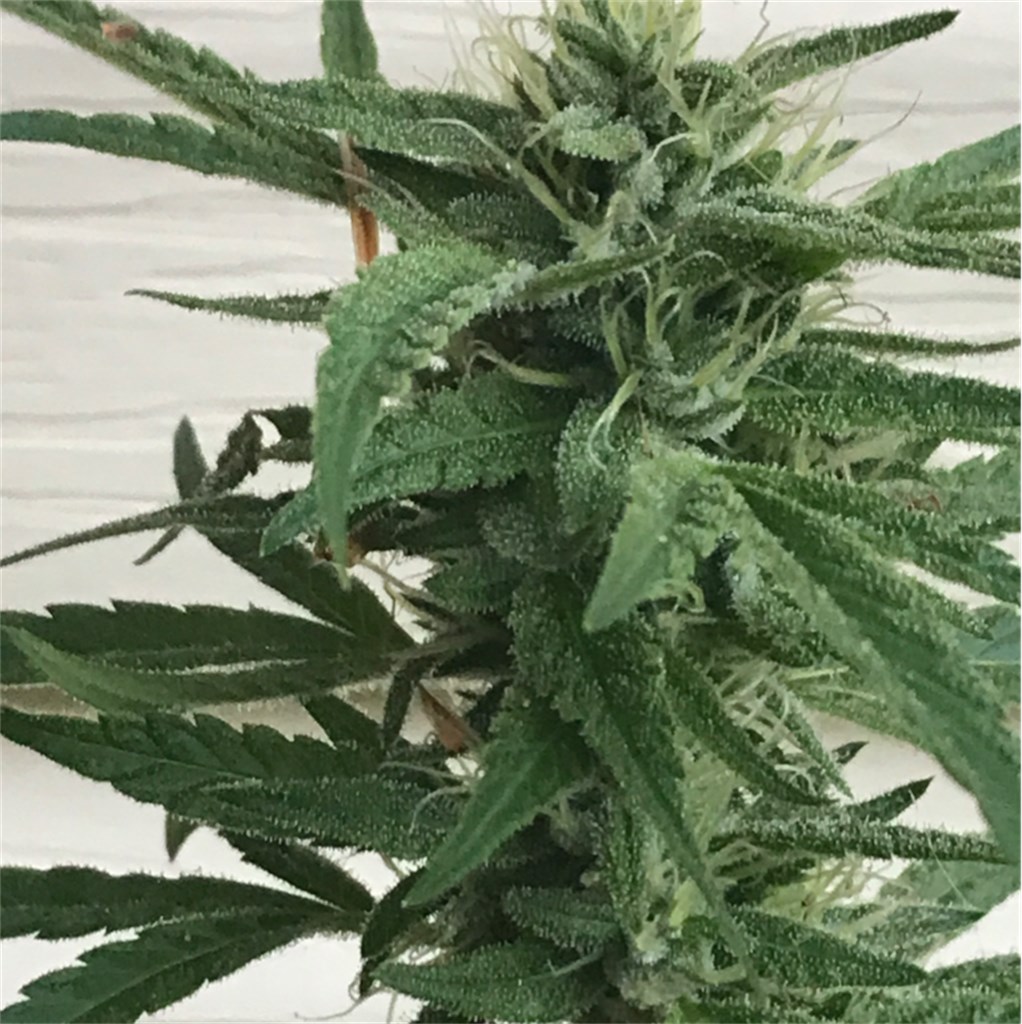 Foto de la variedad Permafrost