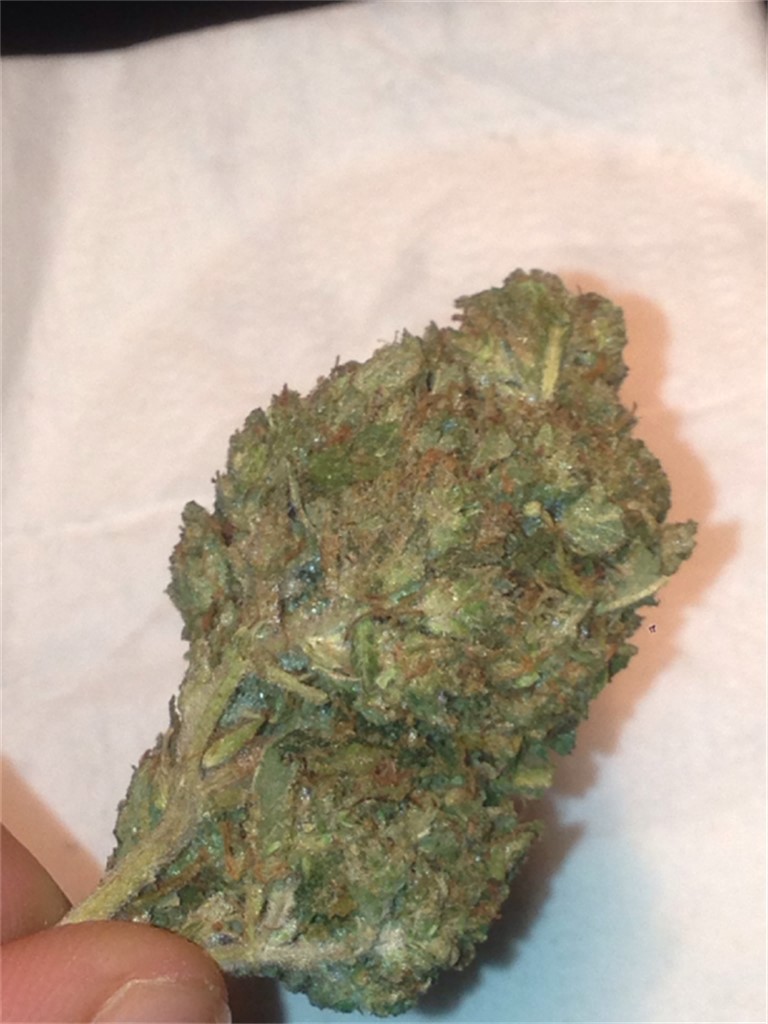 Foto de la variedad Petrolia Headstash