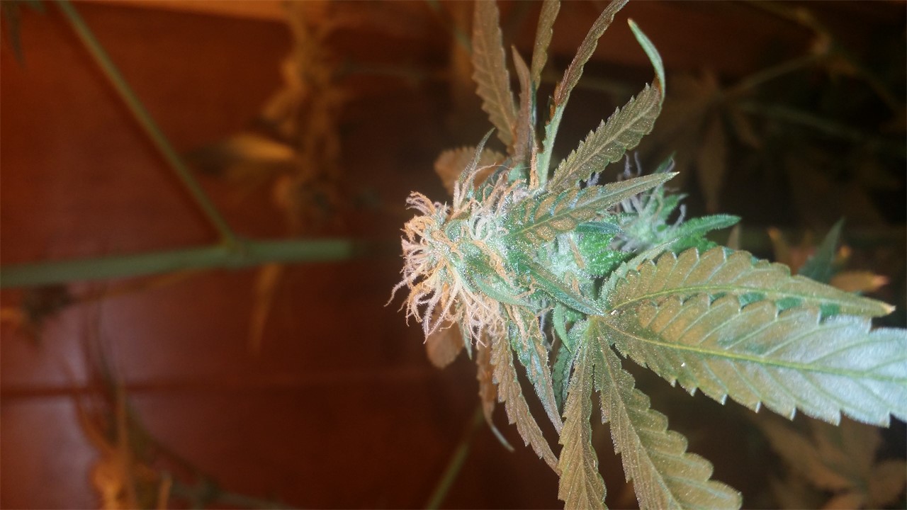 Pineapple Haze