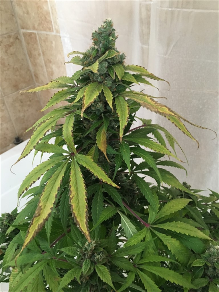 Foto de la variedad Pineapple Punch