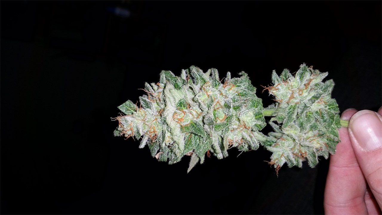 Pineapple Skunk